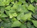 Nastaja English Ivy / Hedera helix 